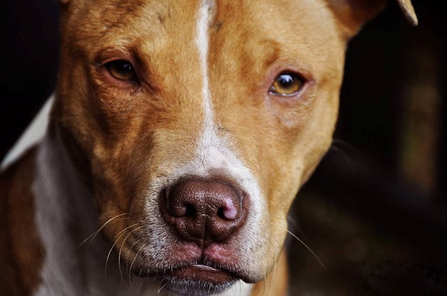 renovar licencia animales peligrosos tenerife