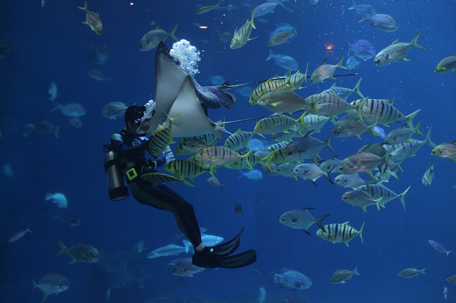 licencia buceo pesca tenerife